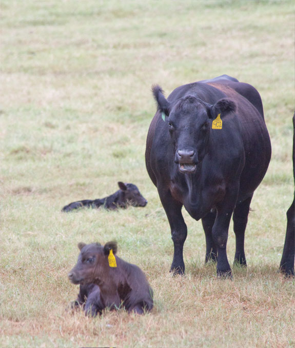 Cows and calves in pasture