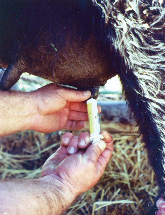 Injecting a teat with medicine