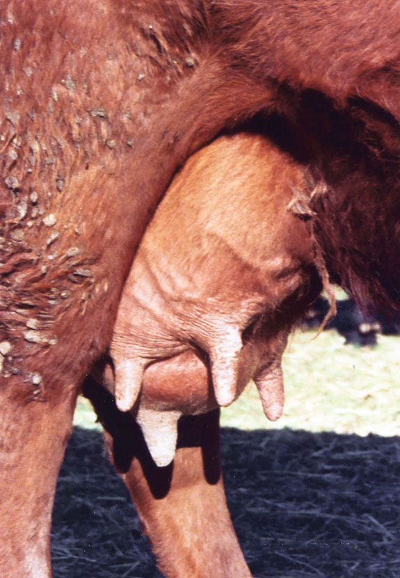 Cow with a swollen quarter