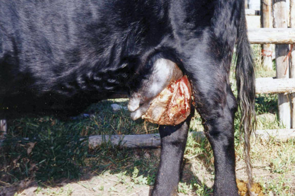 Cow who lost a quarter because of mastitis