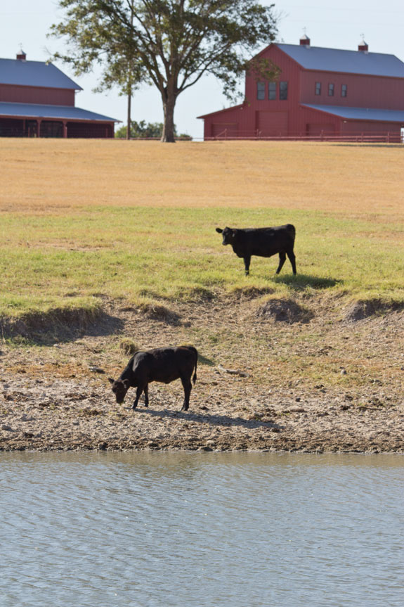 Calves by a watering hole