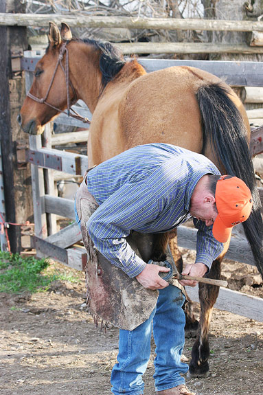 Farrier with a horse