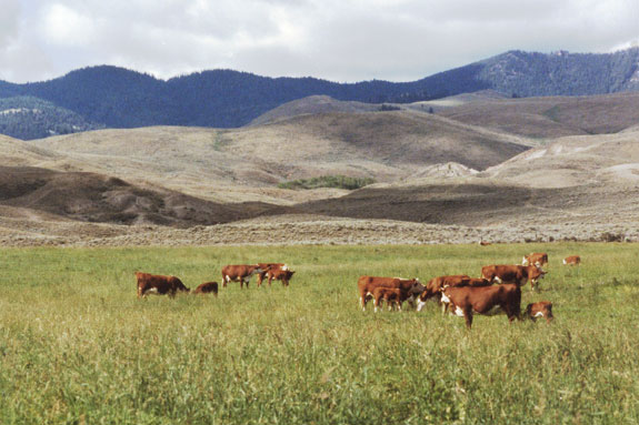 Cattle grazing in large groups
