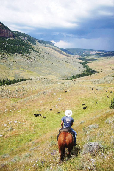 Ryan Goodman rides with cattle in the Big Horn Mountains