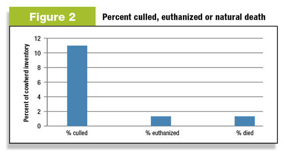 Figure 2: Percent of cattle culled vs. euthanized or died