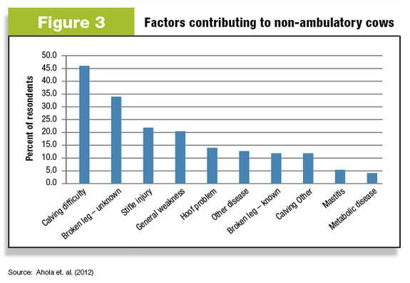 Figure 3: Factors contributing to non-ambulatory cows