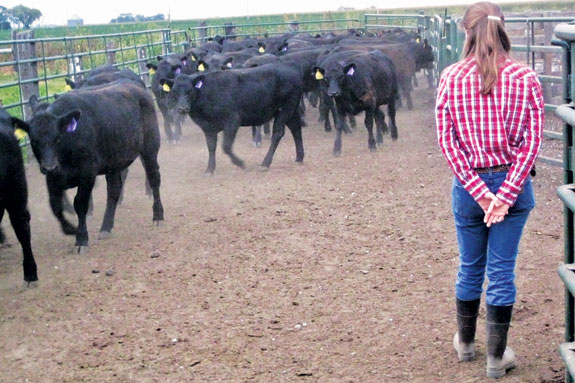 Anne Burkholder using proximity as pressure to get cows out of their pen