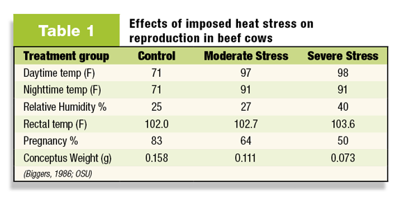 Table 1: Effects of imposed heat stress on reproduction in beef cows (Biggers, 1986, OSU)