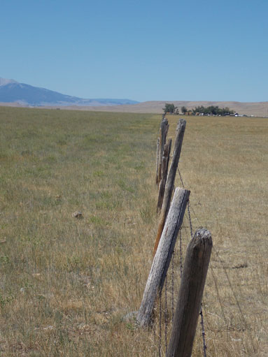 Ungrazed pasture fenceline