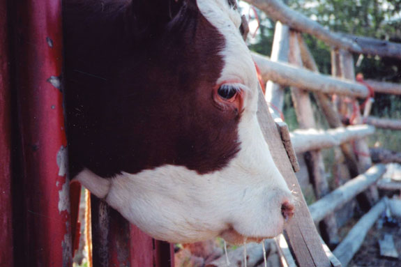 A cow with a swollen face from snakebite