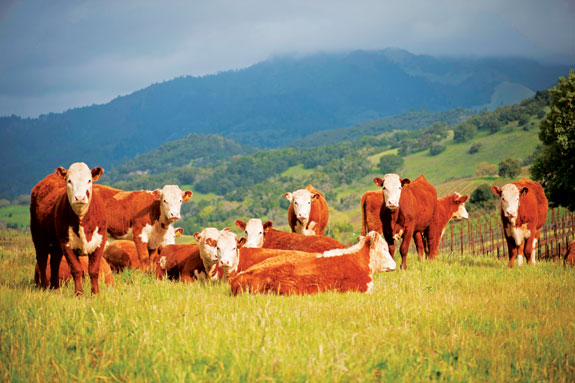 Sonoma Mountain replacement heifers graze on Kunde pasturelands