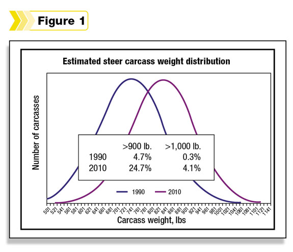 Figure 1: Estimated steer carcass weight distribution