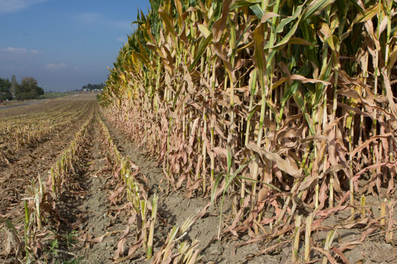 Corn stalks in a partially-harvested field