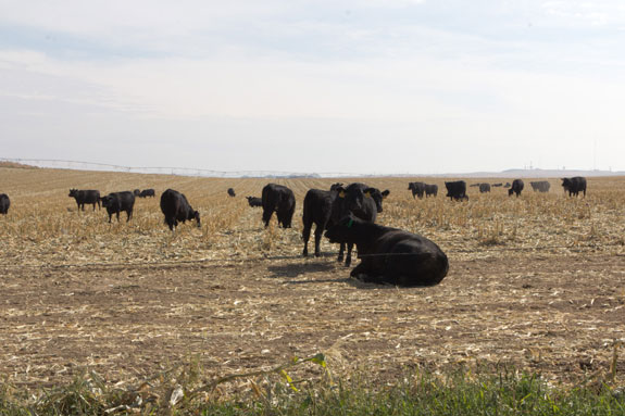 Cattle in a cornfield