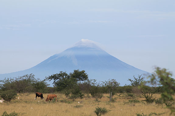 Volcanoe in the background as cows graze