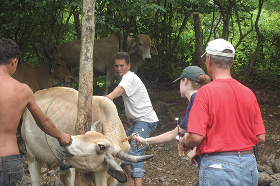 Vaccinating cattle