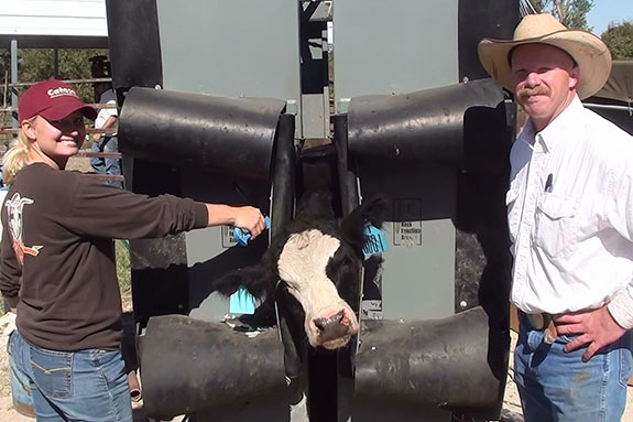 Kansas State Professor KC Olsen and a student standing in front of a cow in a squeeze chute.