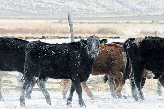 Cattle walking through snow