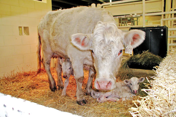 A cow and her newborn twins
