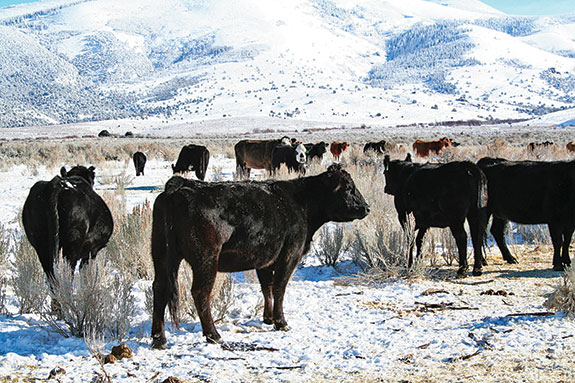 Cattle standing in the snow