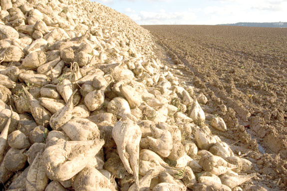A pile of sugar beets