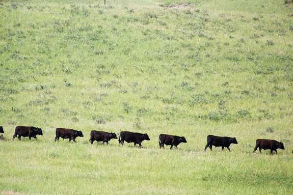 A line of blakc cattle walk across a hillside.