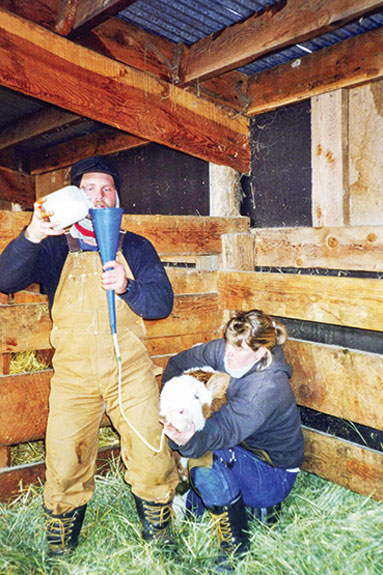 Feeding colostrum to a calf with an esophageal tube