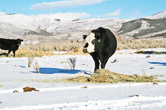 cow feeding in a snowy pasture
