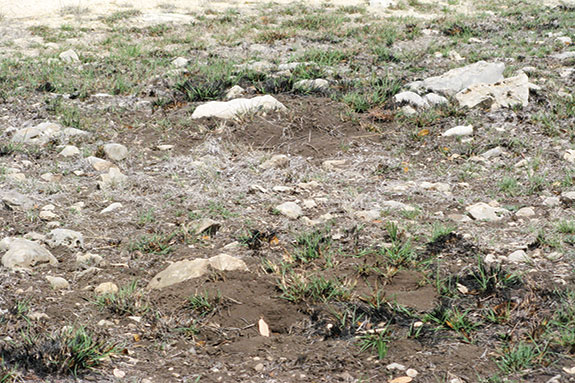 Fire ant mounds on a central Texas exotic game ranch