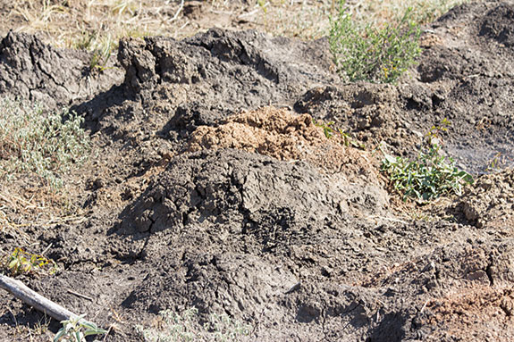 Crop loss caused by feral swine in Navasota, TX