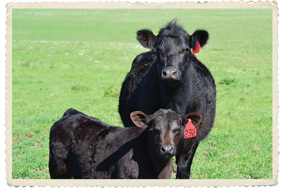 A black cow and calf