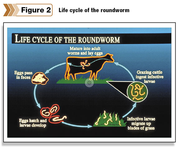 Figure 2: Life cycle of the Roundworm