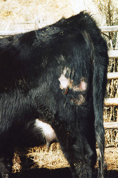Louse damage on a cow's hindquarters