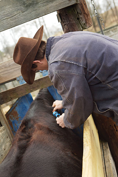 Farmer administers an injectible dewormer to the neck.