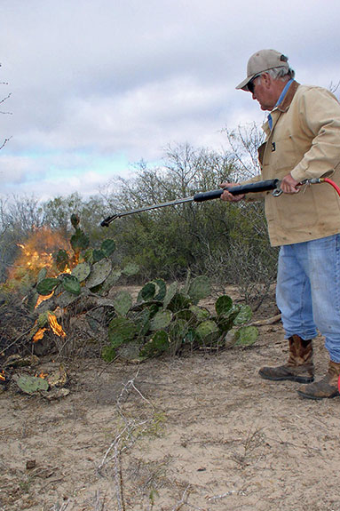 Burning a cactus