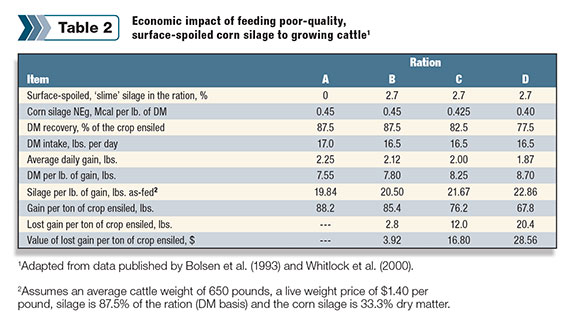 Table 2: Economic impact of feeding poor-quality, surface-spoiled corn silage to growing cattle