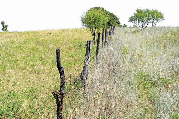 A fenceline comparison between continuous grazing and a holistic management system