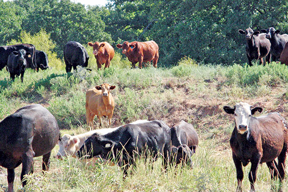 Stocker steers on the Birdwell Clark Ranch