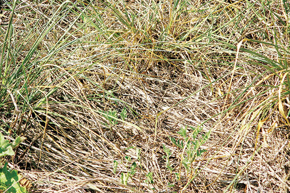 Litter produced by grass under holistic management 