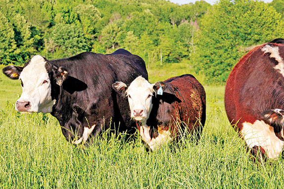 Black Herefords are a hybrid breed developed by crossing Hereford and Angus cattle and having at least 62.5 percent registered Hereford blood, black in color and sired by a bull registered by the American Black Hereford Association.