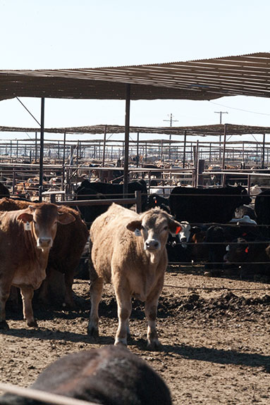 Cattle in a shaded lot.