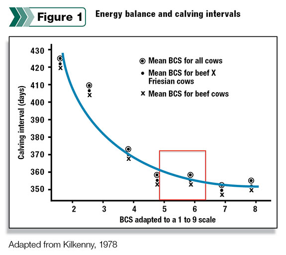 Figure 1: energy balance and calving intervals.