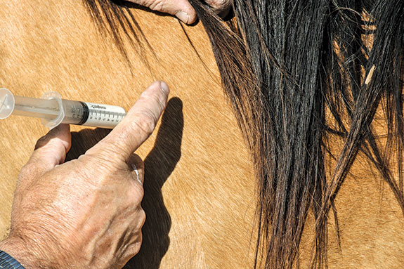 Horse vaccinations