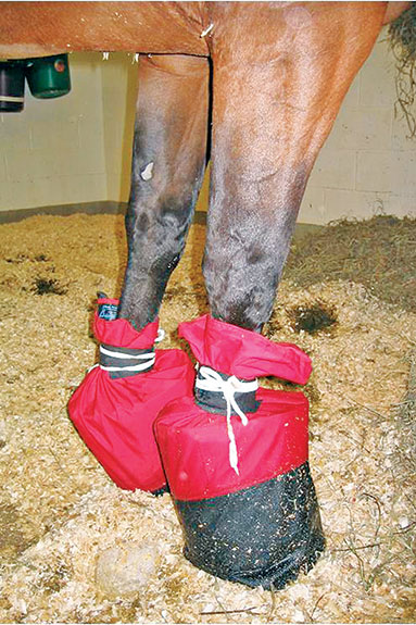 Ice booties for a horse
