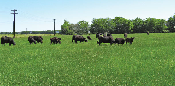 Cattle on improved pasture