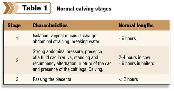 Table Normal calving stages