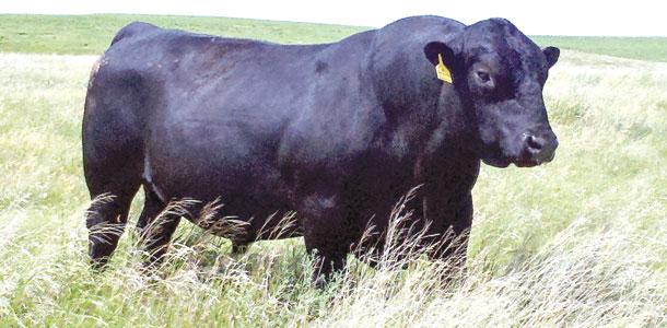 0214pc cooper bull