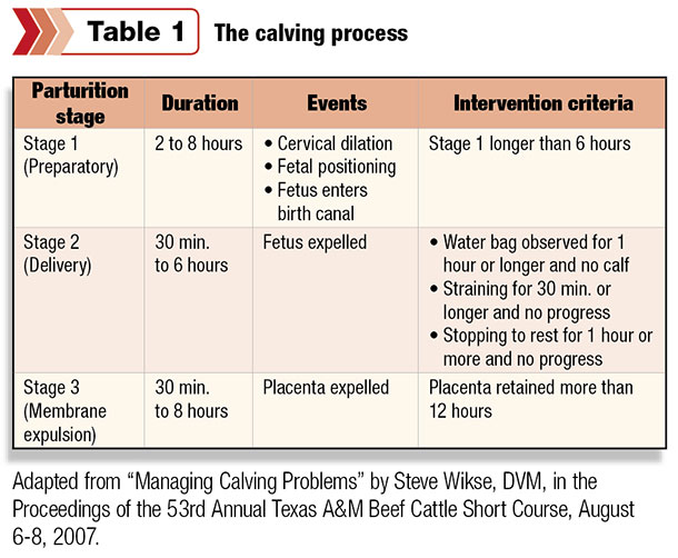 The calving process