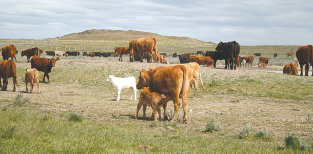 Cows with new calves