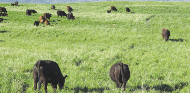Grazing cattle at Southworht Ranch